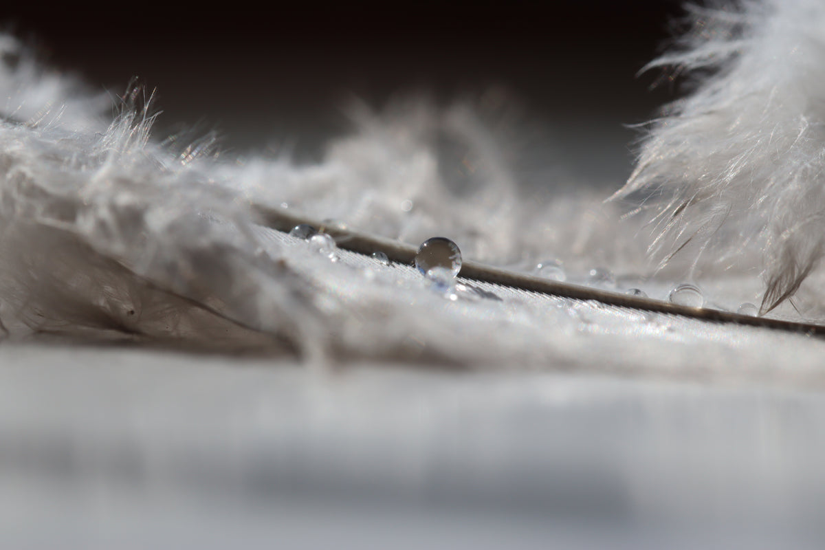 Feather Macro Print A4